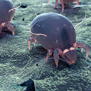 Where do dust mites live?